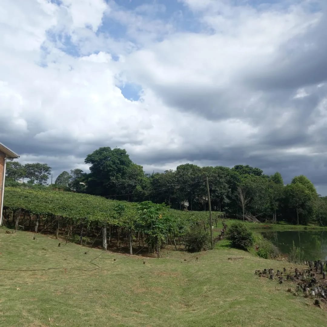 Ampla área verde e parreiras